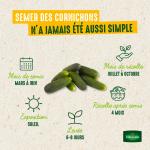 Potagères - Cornichon Fin de Meaux - image